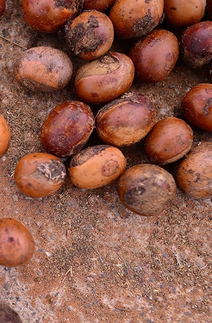 Foto das sementes de karité, matéria-prima da manteiga de karité, no solo. As sementes são assemelhadas a nozes, com cascas duras e marrons.