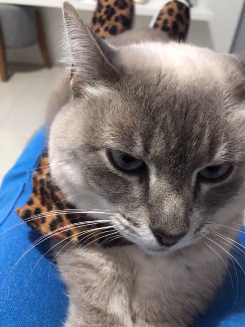 imagem da avaliação