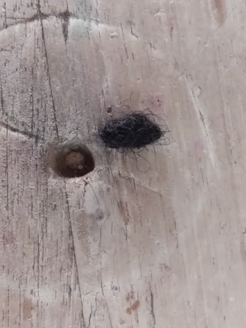 imagem da avaliação