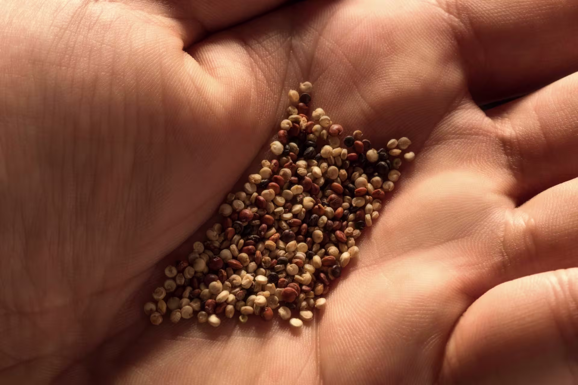 Grãos de Quinoa