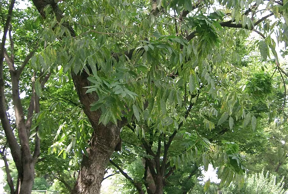 Folhagem e tronco da Sapindus mukurossi, em meio a outras árvores.