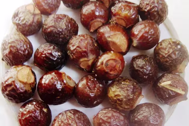 Em prato branco, fotos dos frutos secos da Sapindus mukurossi, que têm aparência de nozes e são marrons.