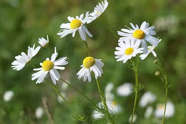 Foto mostra, em destaque, flores de camomila, que contêm Bisabolol. São flores pequenas, de pétalas brancas e centro amarelado, delicadas, sustentadas por caules finos.