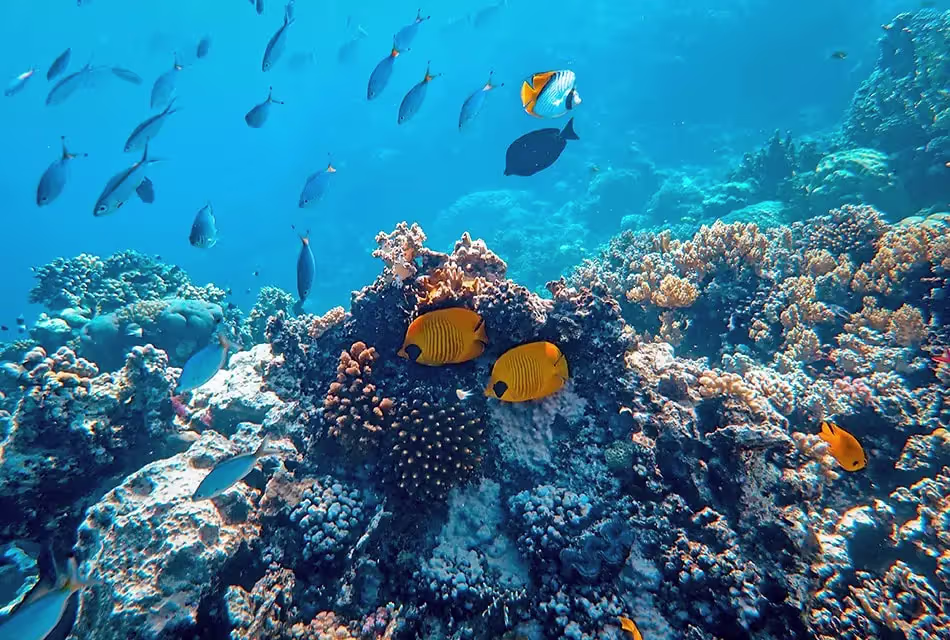 Foto de peixes em recife de corais, tirada sob a água do mar.