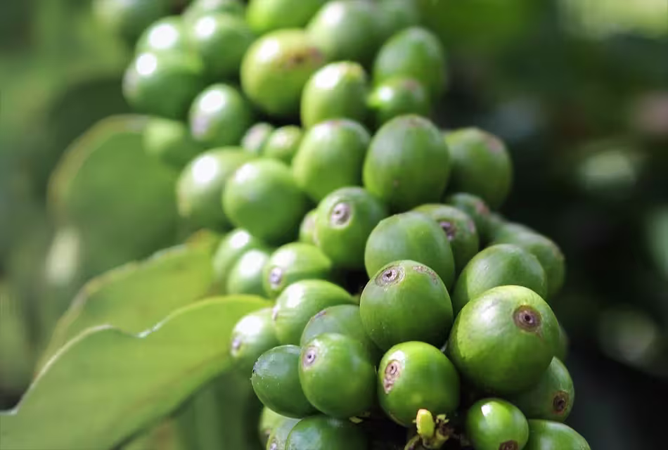 Imagem mostra em destaque um conjunto de sementes de café verde ainda ligadas ao pé de café arábica.