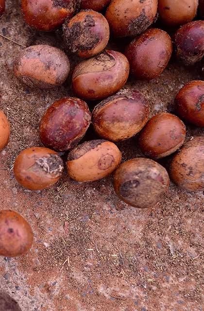 Foto das sementes de karité, matéria-prima da manteiga de karité, no solo. As sementes são assemelhadas a nozes, com cascas duras e marrons.