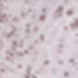 Adversa Corretor Claro - Pomada para Sobrancelha 4g