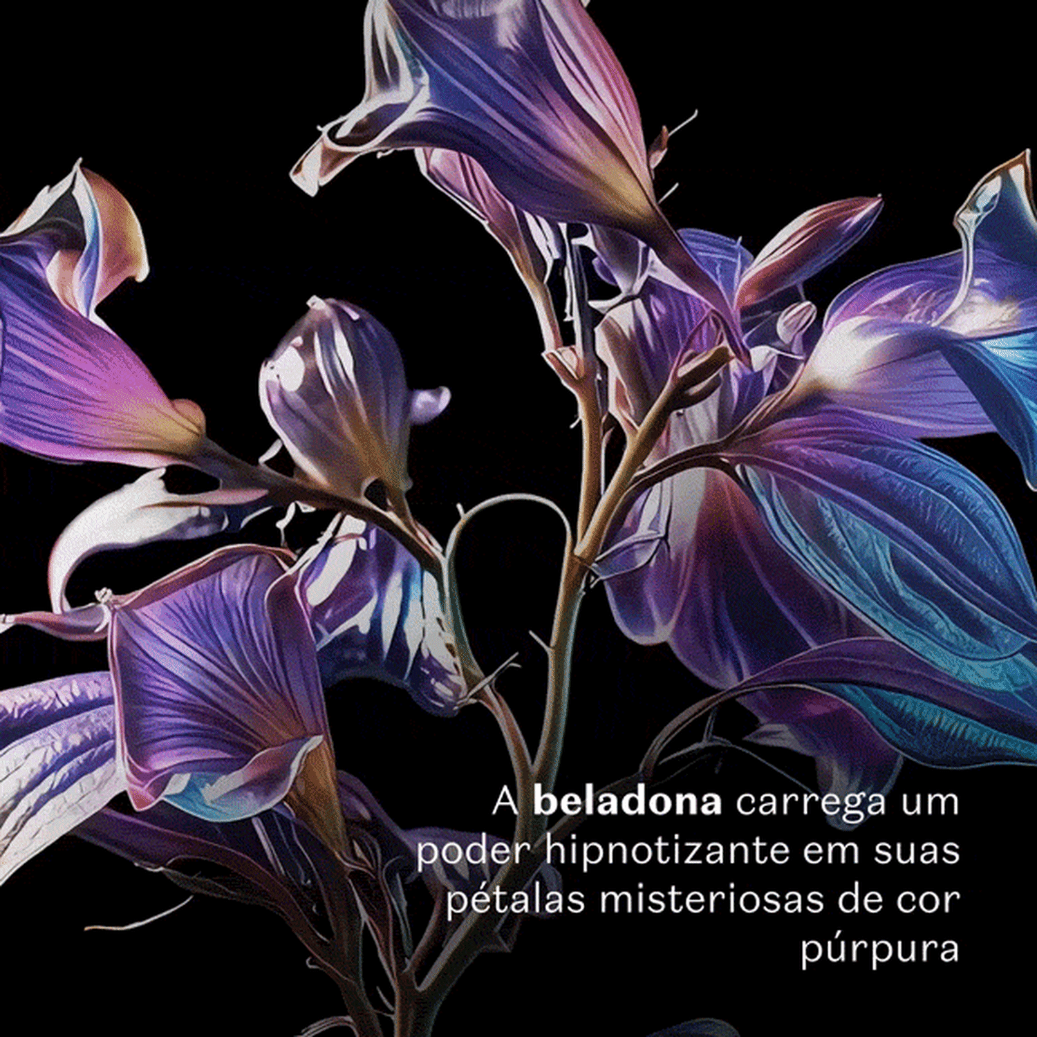 Privée Narcotic Flowers Belladonna Eau De Parfum 75ml