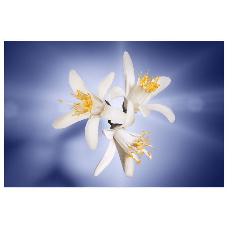 Perfume La Vie Est Belle Lancôme Feminino Eau de Parfum 50ml