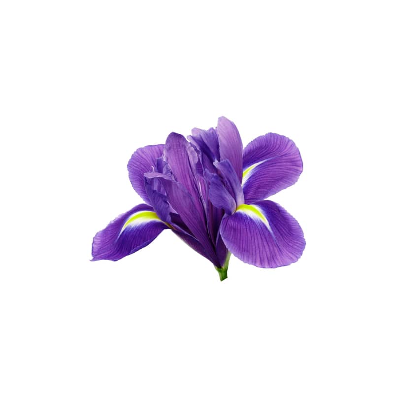 Alchemists Iris Eau de Parfum 75ml