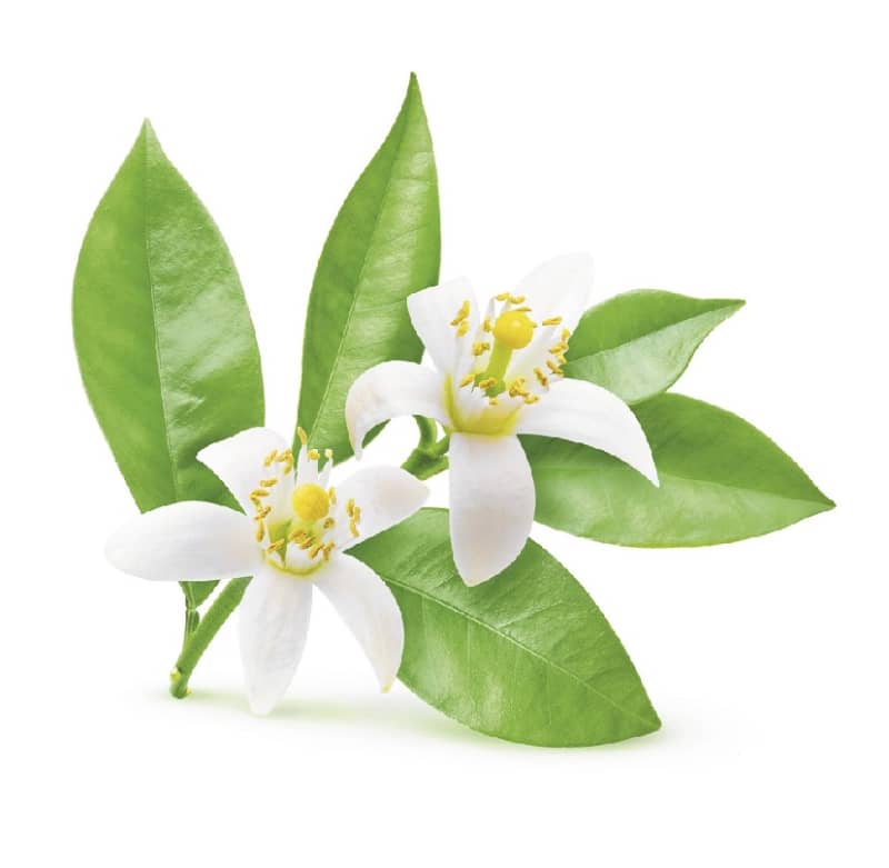 Colônia Desodorante Imensi 100ml