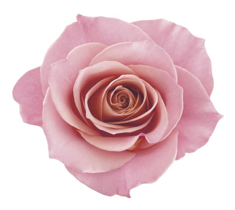 Máscara Capilar Siàge Nutri Rosé 250g