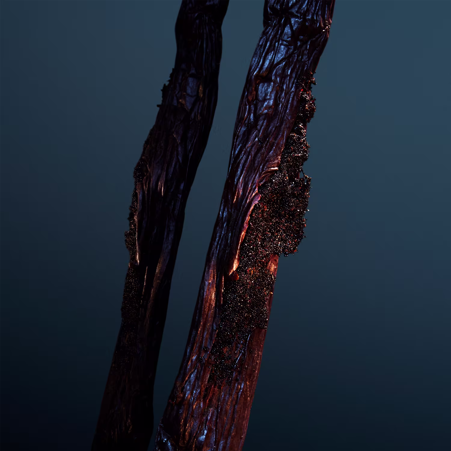 Na imagem aparece dois favos de baunilha que parecem galhos ou troncos de árvore. Apresentam textura irregular e enrugada, com partes brilhantes que parecem resíduos de queima. As cores predominantes são tons de marrom escuro, preto e laranja avermelhado.