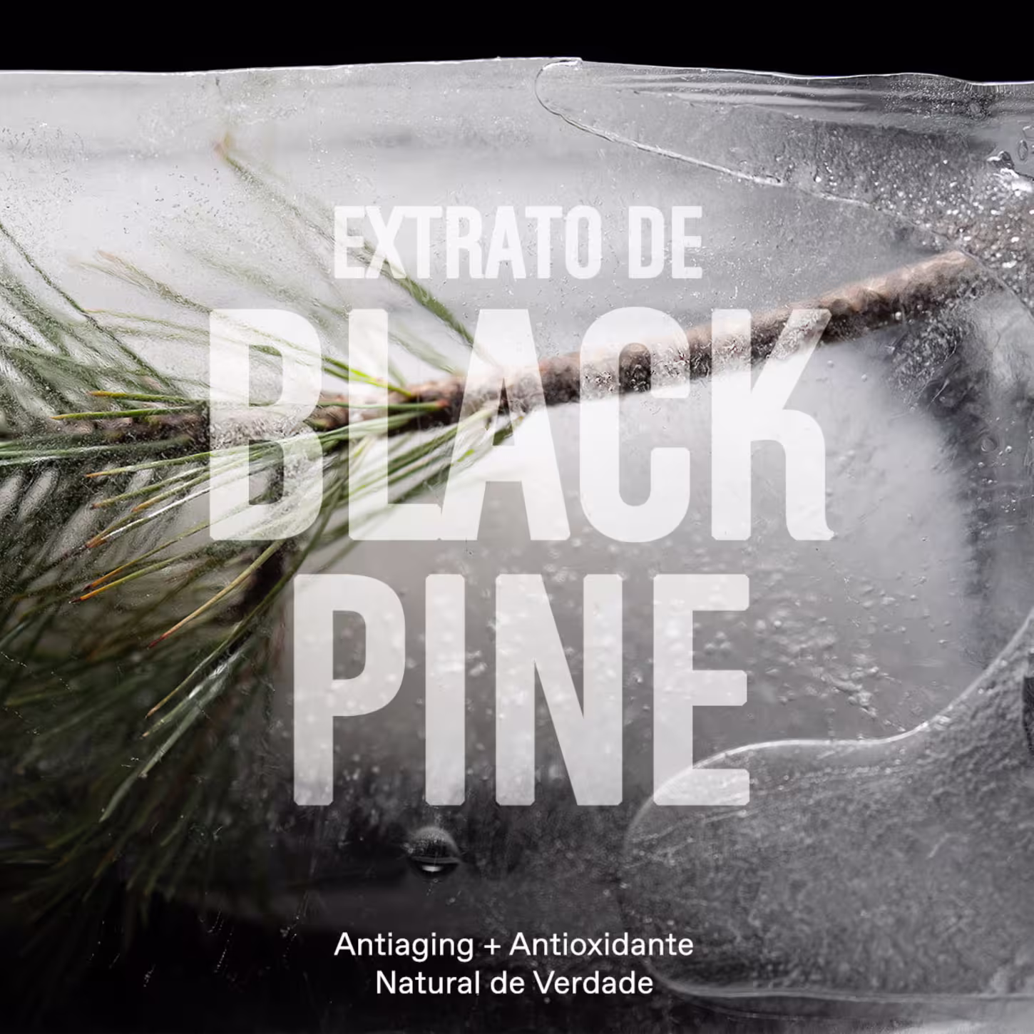 "Extrato de Black Pine" está em destaque no centro da imagem, Ao fundo um galho e uma textura congelada.