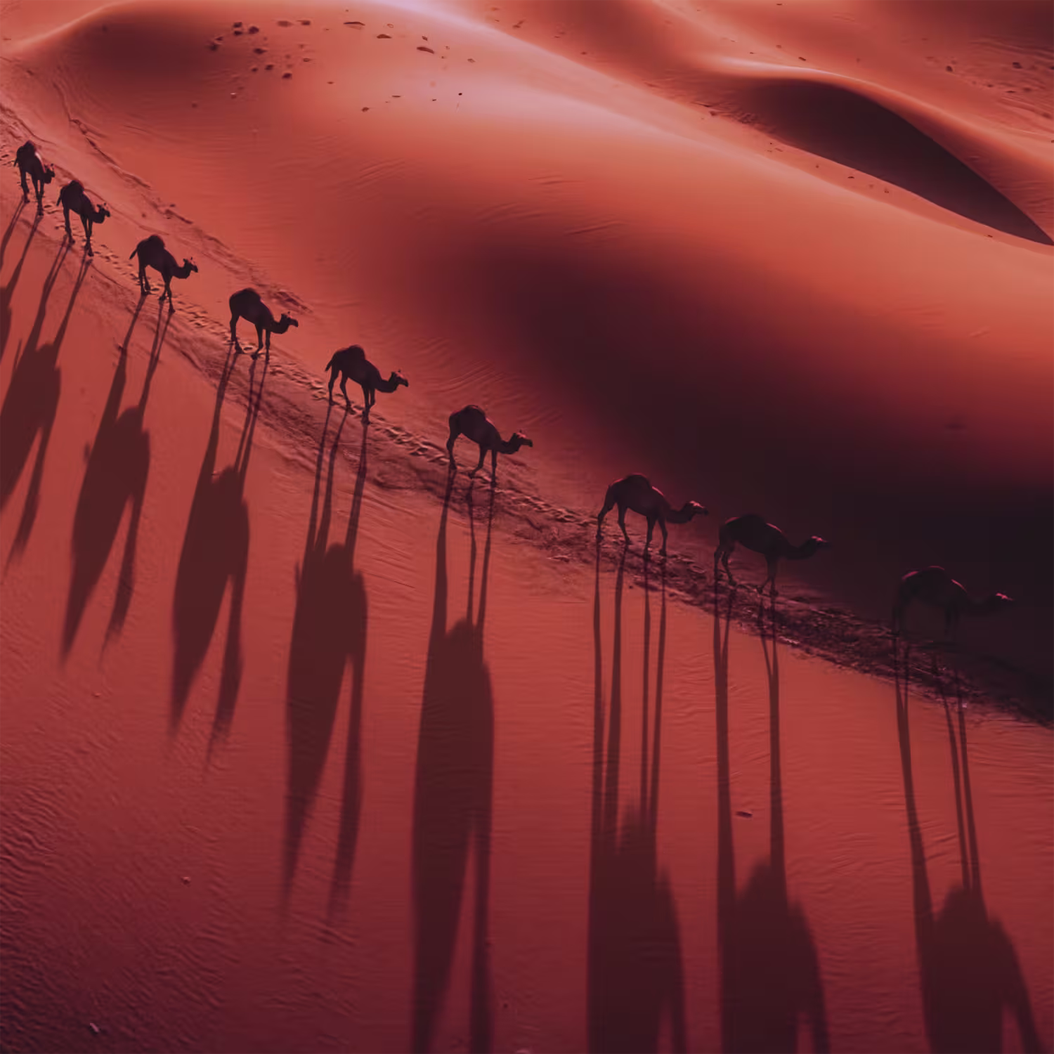 Cenário desértico com dunas de areia alaranjadas e silhuetas de camelos caminhando em fila, criando sombras alongadas. Ambiente que evoca a atmosfera de um produto de beleza inspirado na natureza e cultura do Oriente Médio.