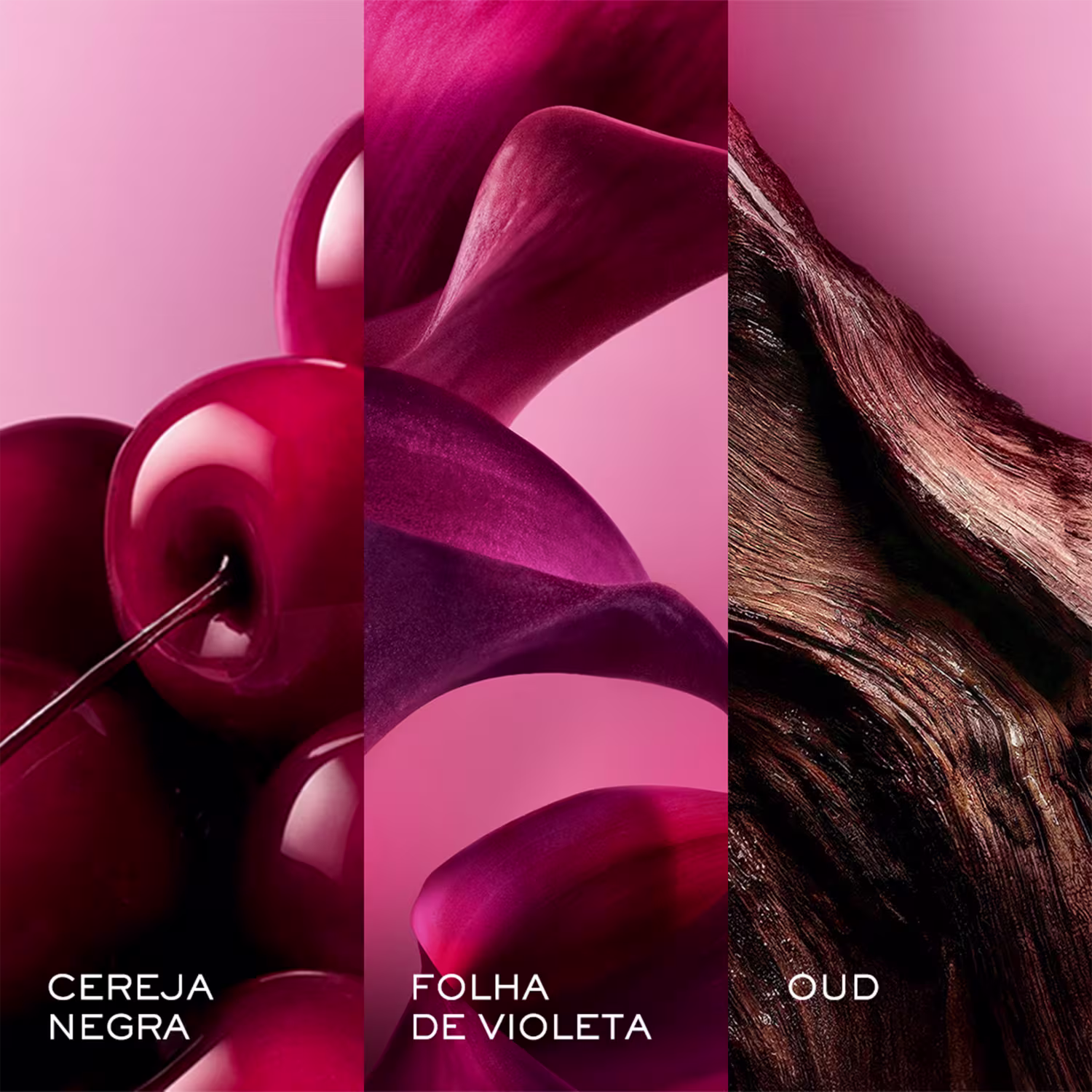 CEREJA NEGRA, FOLHA DE VIOLETA, OUD