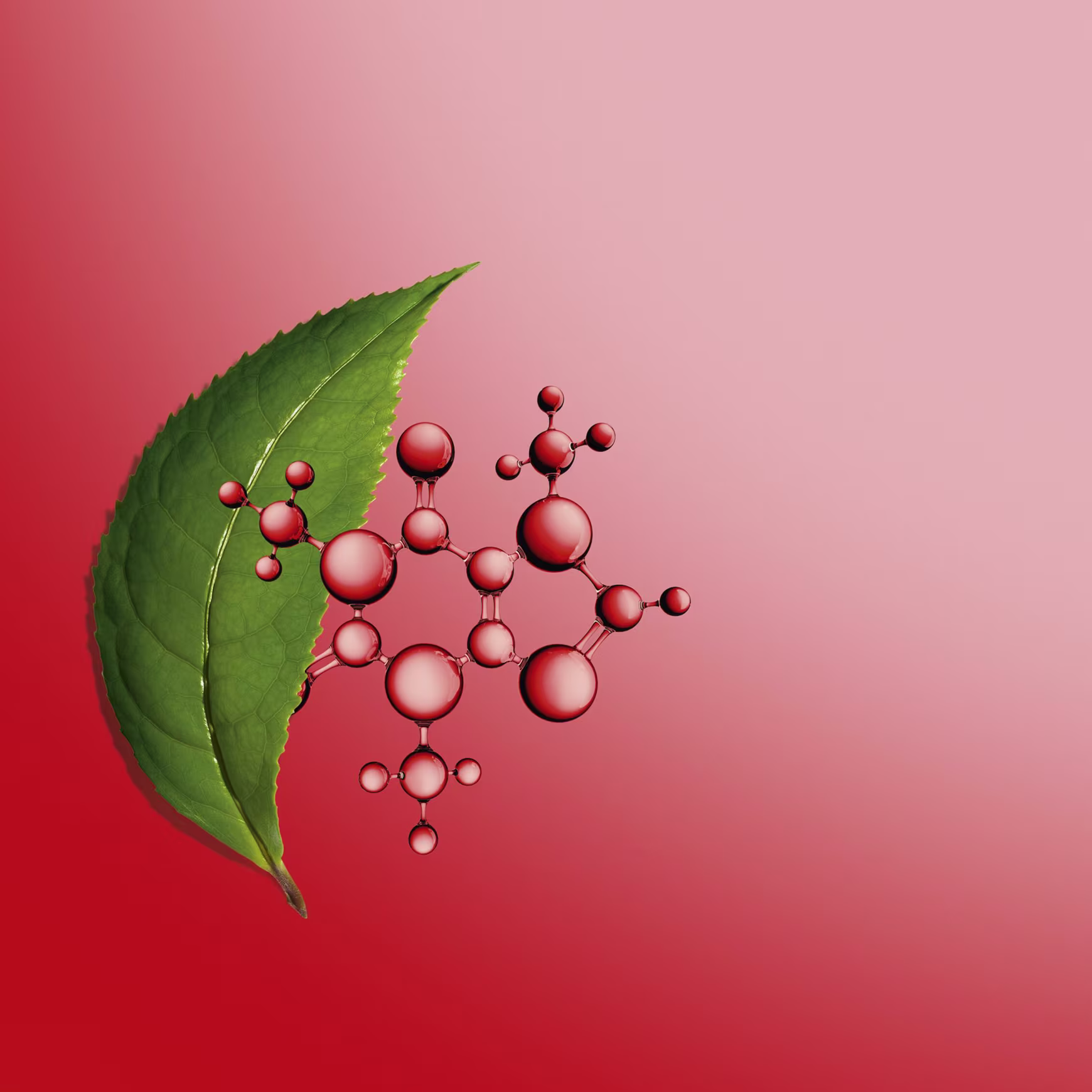 Folha verde num fundo vermelho.