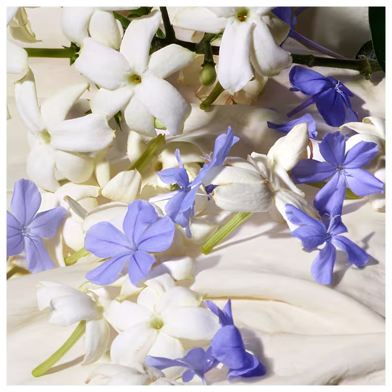 A imagem mostra um arranjo de flores brancas e azuis, incluindo jasmins e outras flores delicadas. As flores estão dispostas de forma natural e orgânica, criando uma composição visual harmoniosa e elegante.