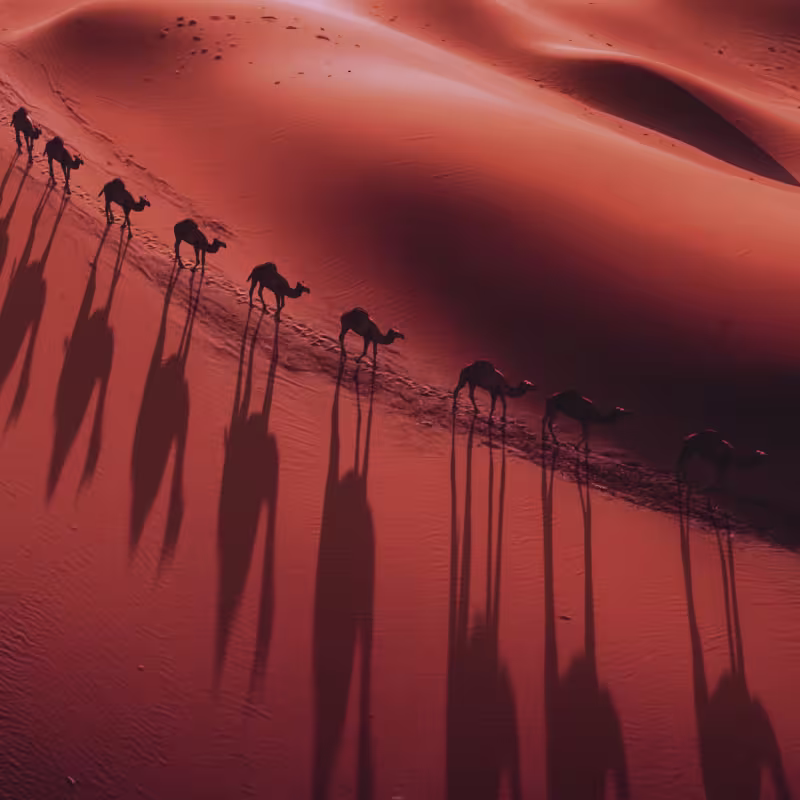 Cenário desértico com dunas de areia alaranjadas e silhuetas de camelos caminhando em fila, criando sombras alongadas. Ambiente que evoca a atmosfera de um produto de beleza inspirado na natureza e cultura do Oriente Médio.