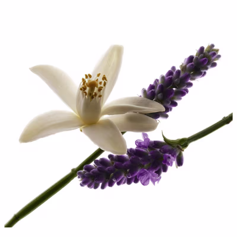 Perfume Importado Feminino Libre Holiday Yves Saint Laurent EDP, 50ml.