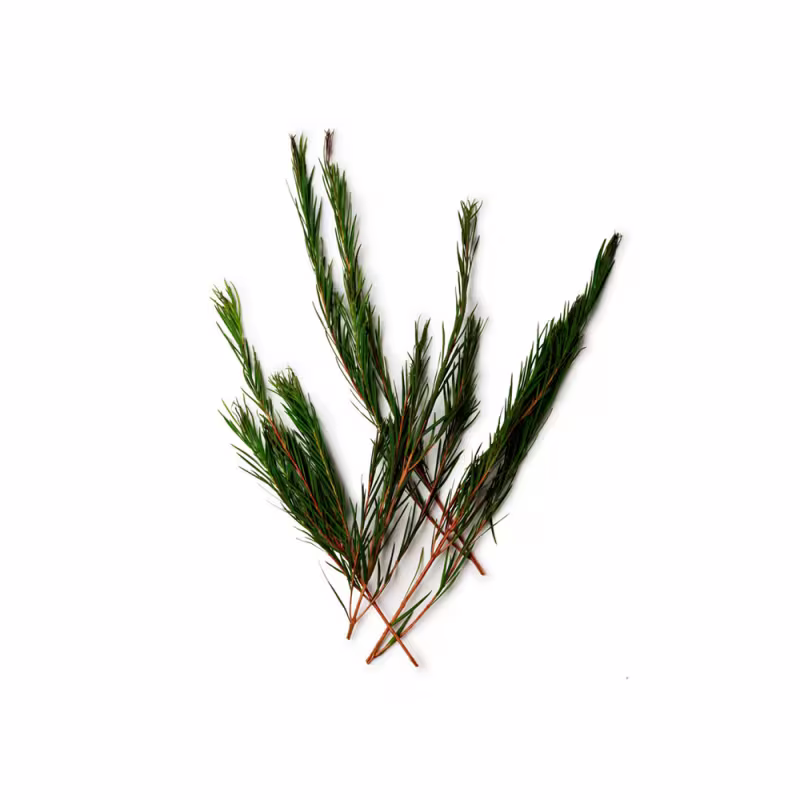 Óleo Essencial de Melaleuca (Tea Tree) 10ml