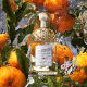 Aqua Allegoria Mandarine Basilic Guerlain Eau de Toilette Recarregável - Perfume Feminino 75ml (7)