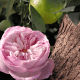 Rose Naturelle Intense Chloé Eau de Parfum - Perfume Feminino 50ml (6)