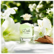 Dolce Dolce & Gabbana Eau de Parfum - Perfume Feminino 50ml (4)