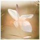 J'adore Dior Eau de Toilette - Perfume Feminino 50ml (5)