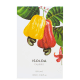 Isolda Cajueiro Phebo Eau de Parfum - Perfume Unissex 100ml (2)