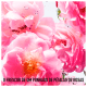 Miss Dior Rose N'Roses Eau de Toilette - Perfume Feminino 100ml (2)