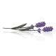 Kit Instance Lavanda Hidratante Desodorante Corporal + Refil (2)