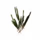 Óleo Essencial de Melaleuca (Tea Tree) 10ml (2)