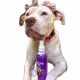 Kit Limpatinha Adestrador Sanitário Mija Aki + Aki No (3 Produtos) (5)