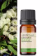 Óleo Essencial Eucalipto Glóbulos - Puro 10ML Aroom Health (5)