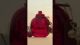 Vídeo: Cherry Coach Parfum - Perfume Feminino 30ml