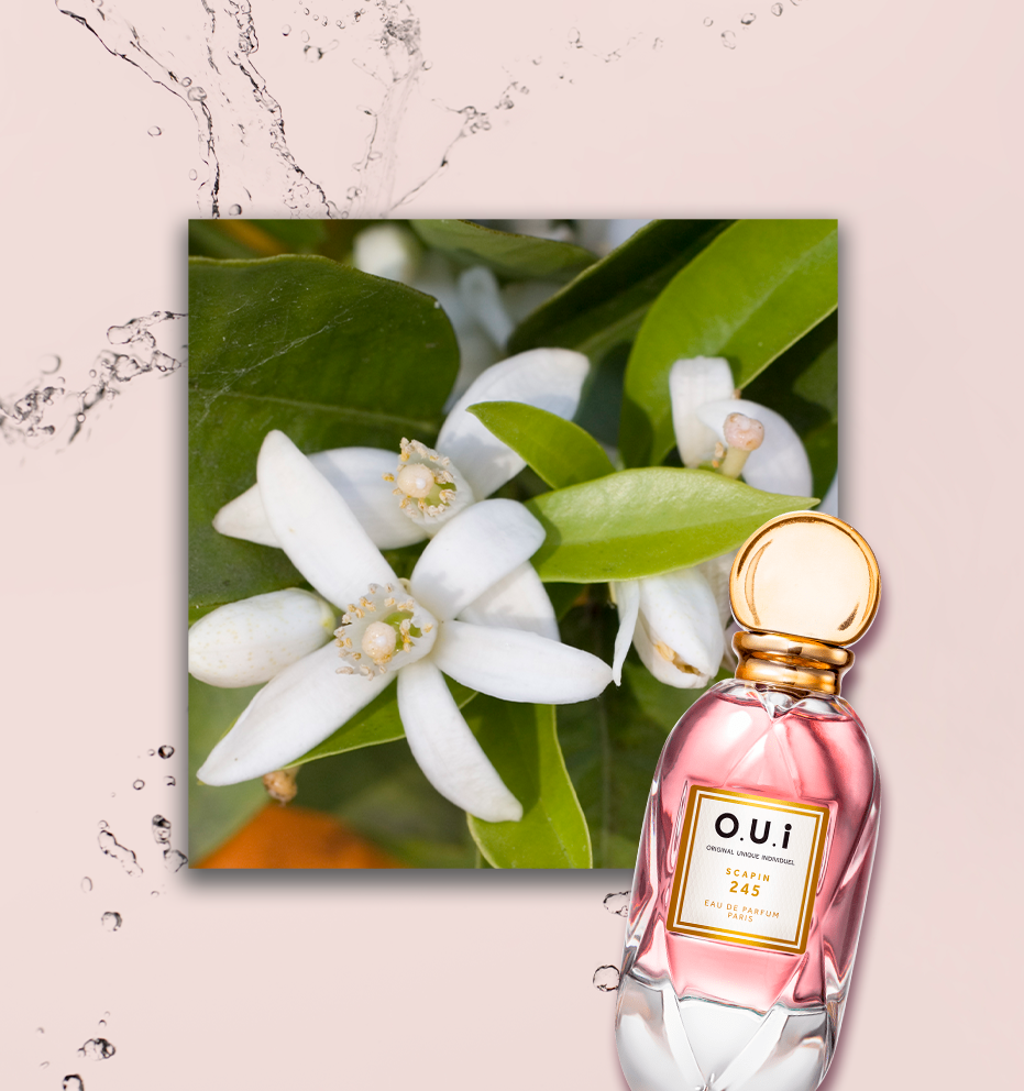 perfume de jasmim