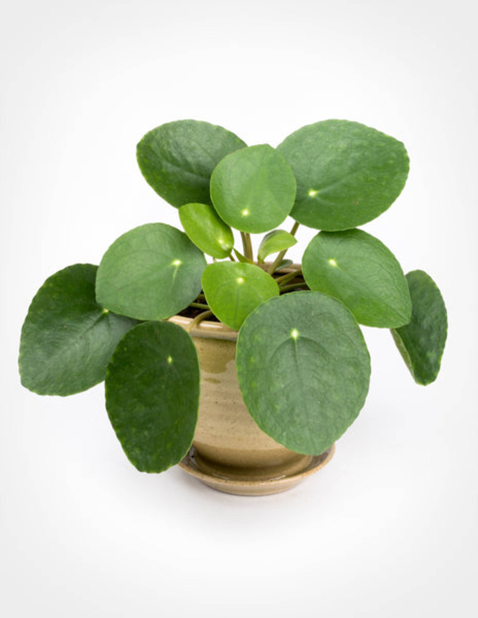 Pilea Peperomioides - Chinese Money Plant Pistils Nursery