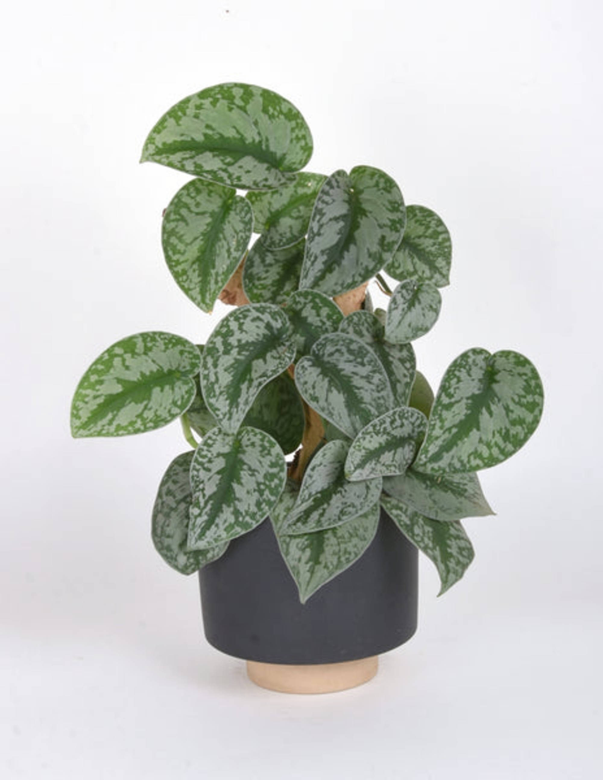 Scindapsus Pictus 'Exotica' Pothos – Bumble Plants