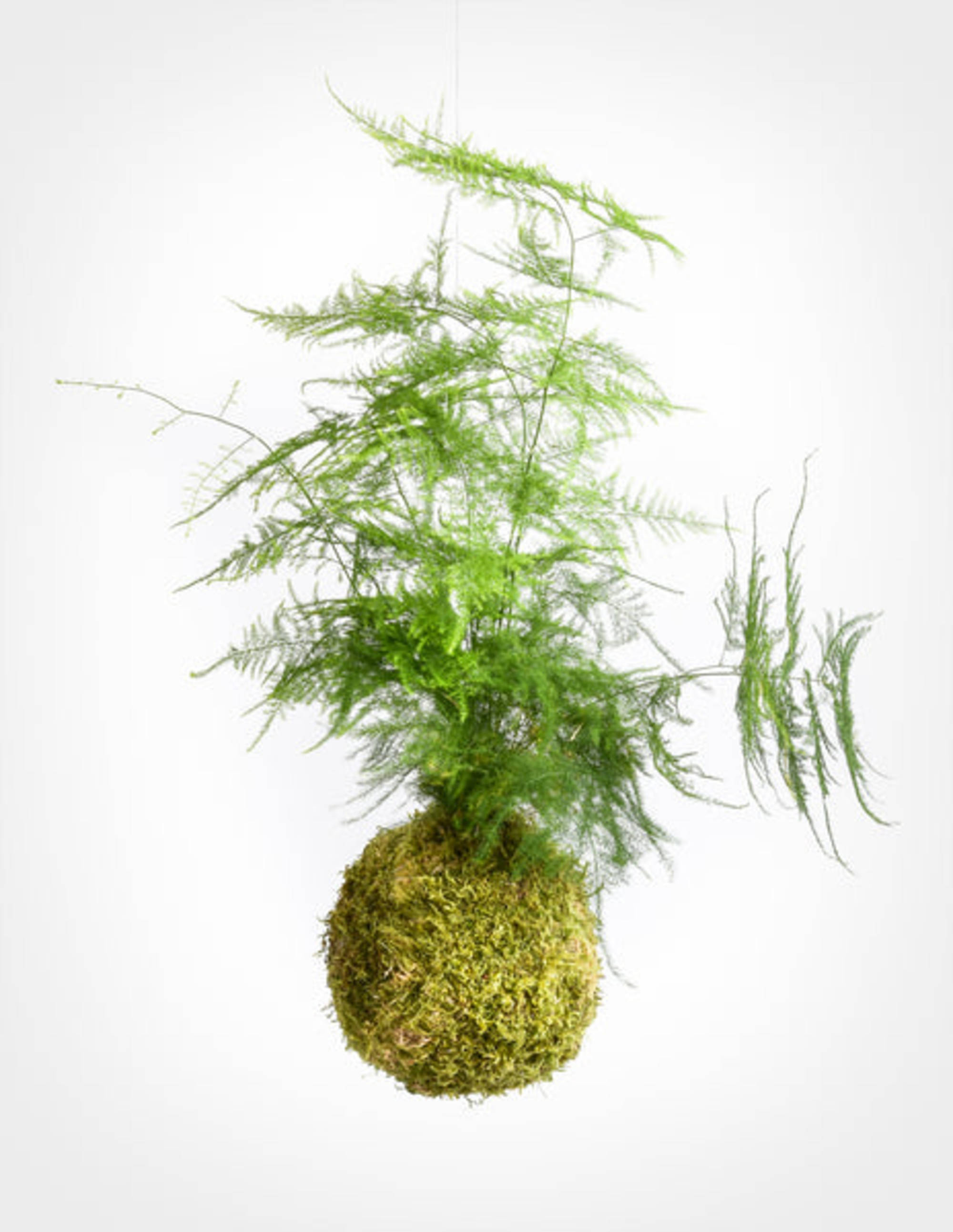 Fern Asparagus Kokedama – Moss Acres