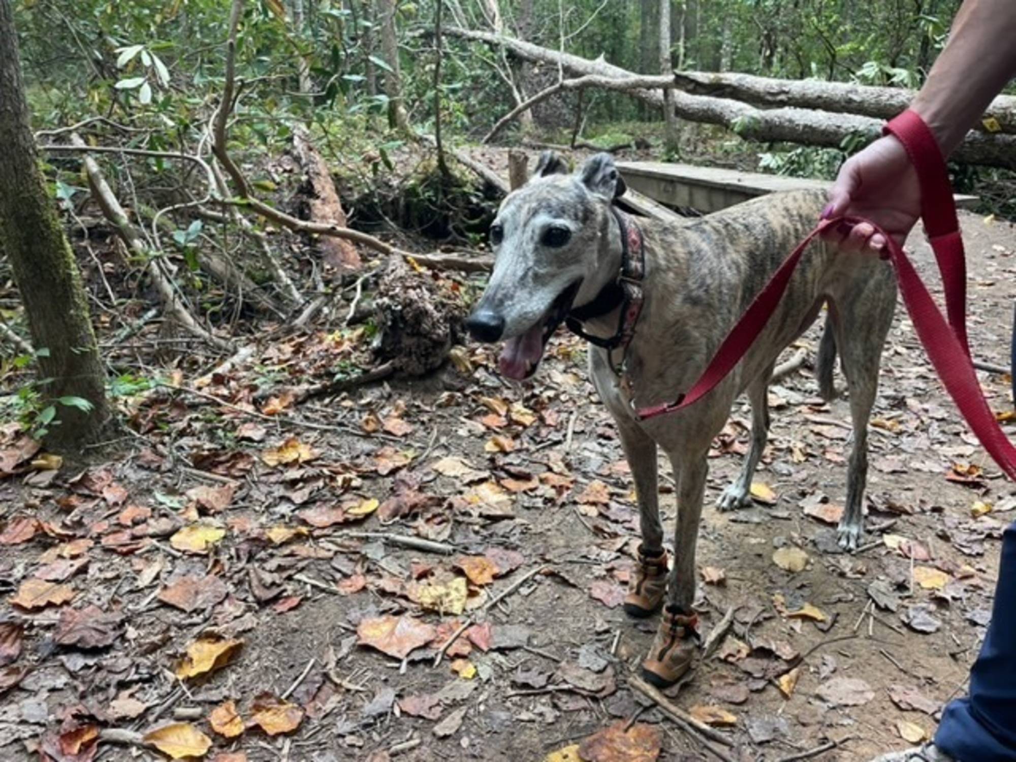 Custom designed boots for Greyhounds HunnyBoots Australia