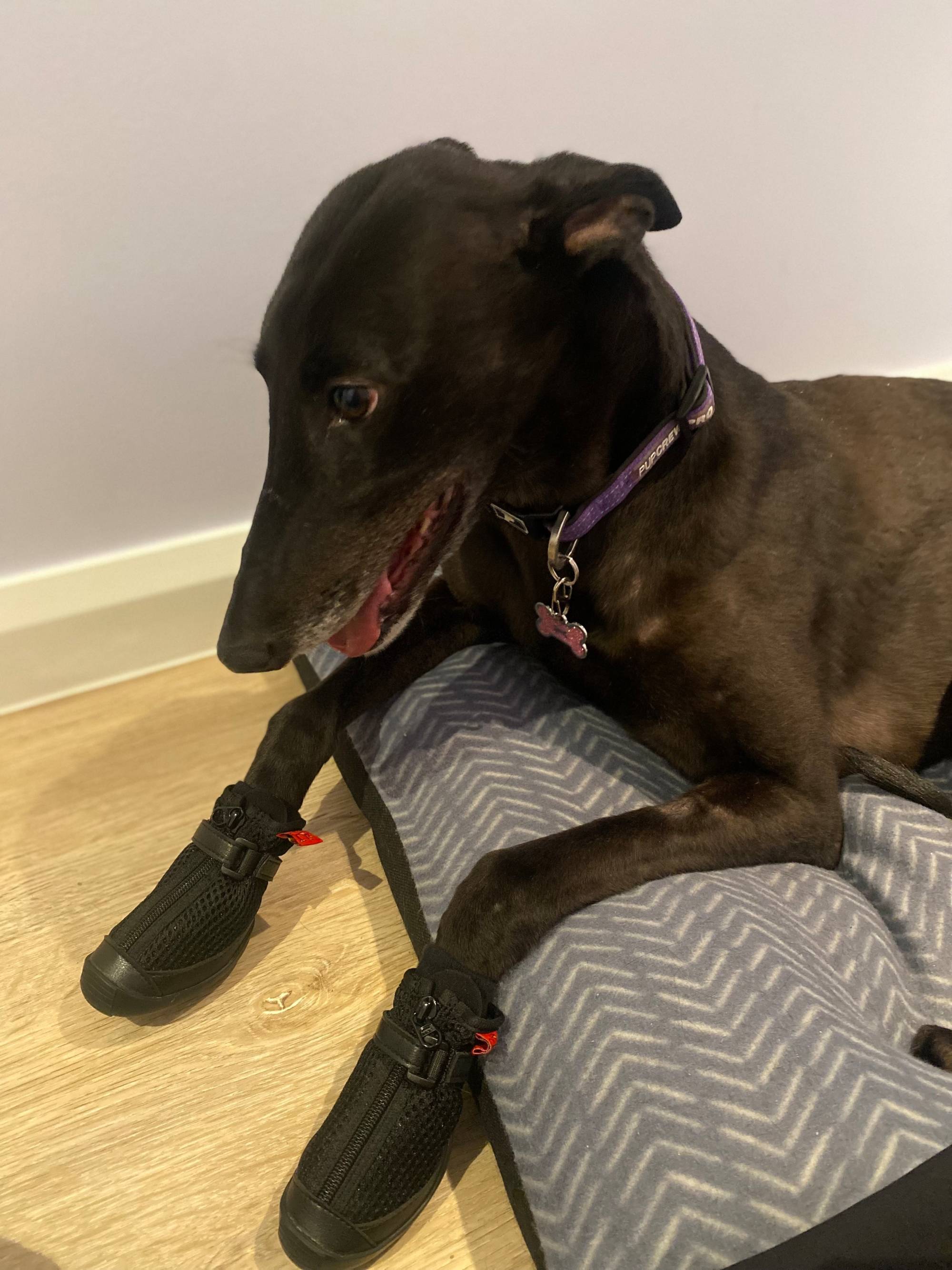 Orthopedic dog boots uk 2025