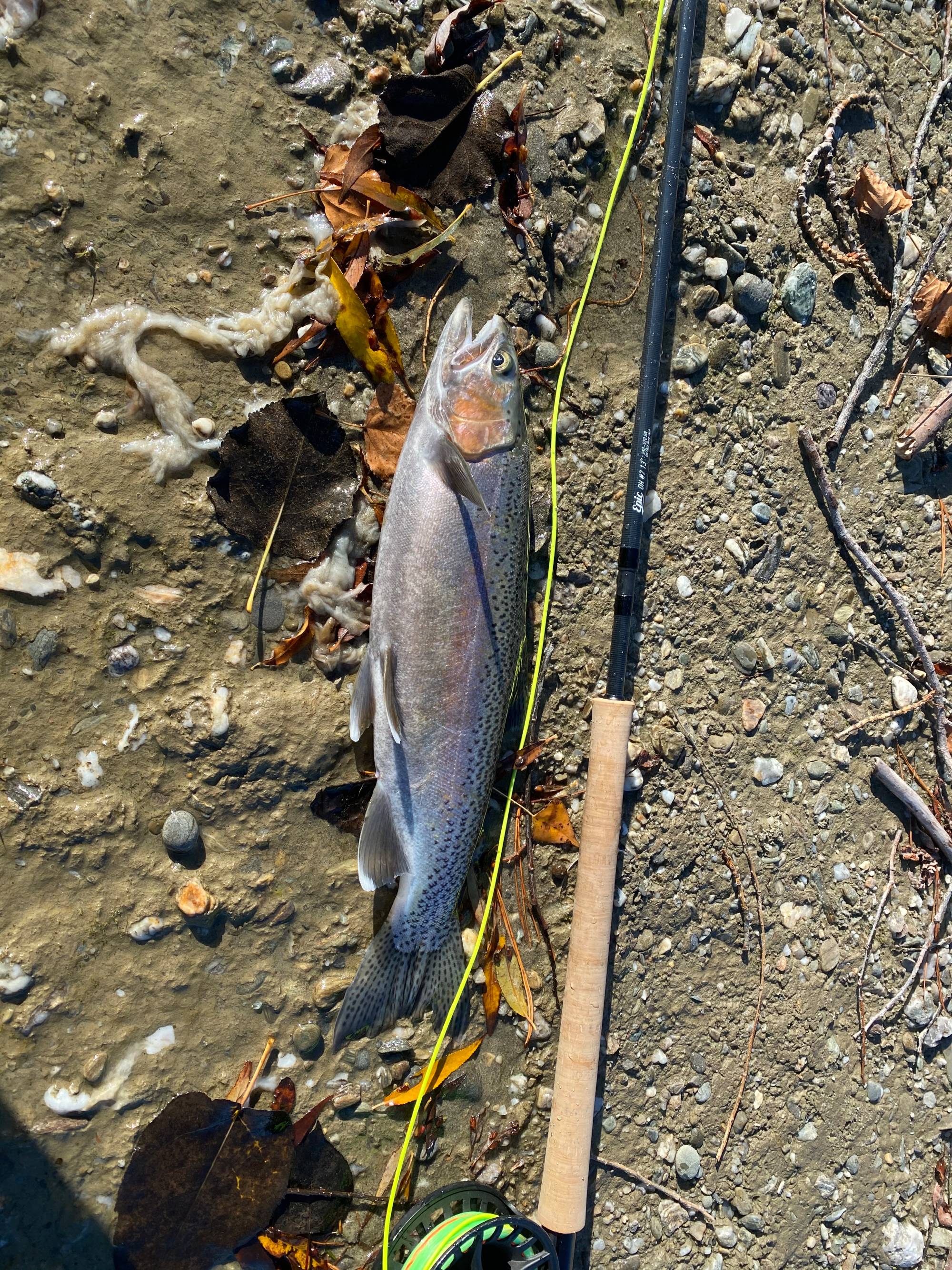 両手用スペイロッド プレミアム品質の両手用フライロッド The Epic DH13