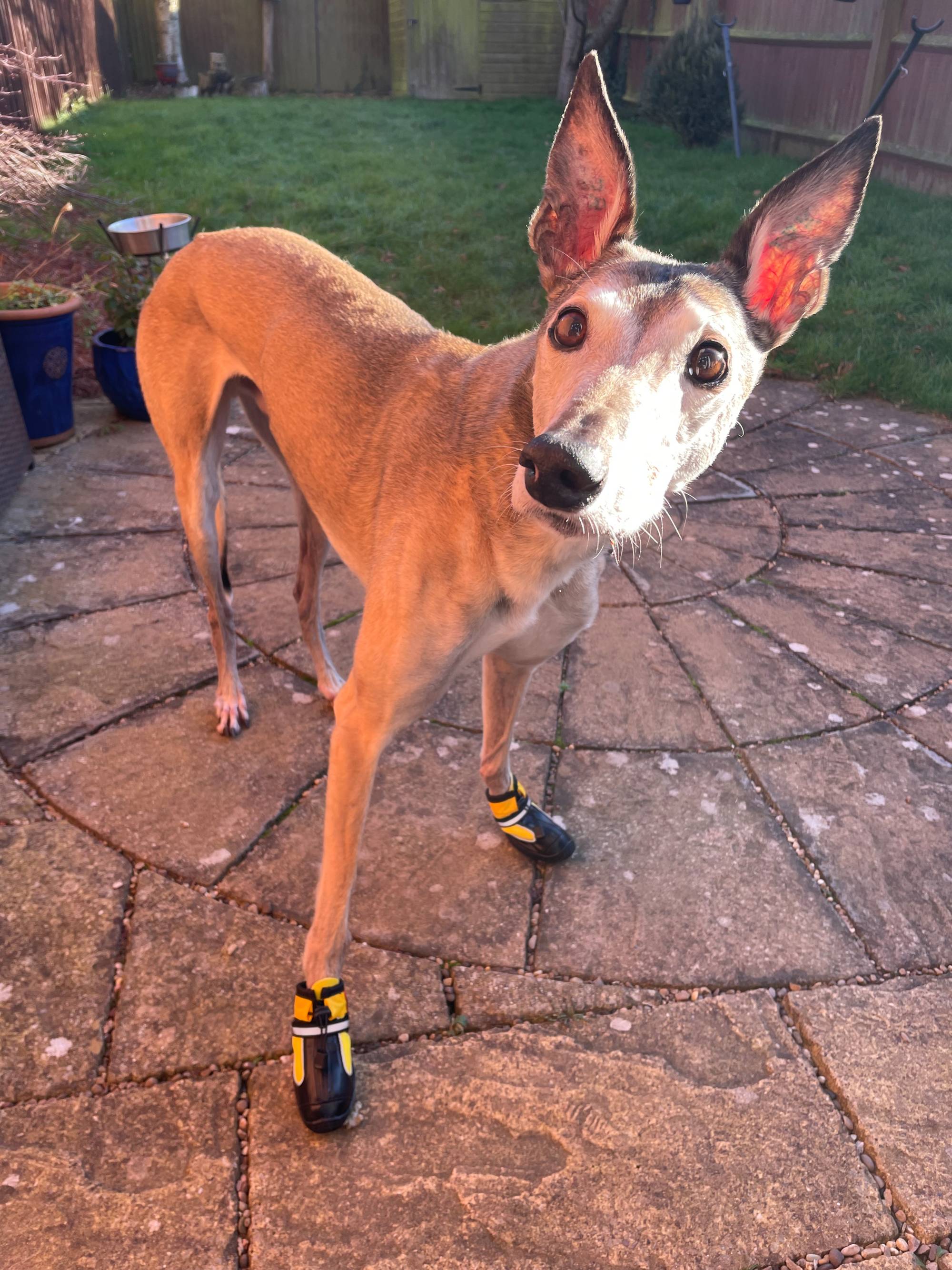 Italian Greyhound Thera Paw Boots For Greyhounds Whippet Online