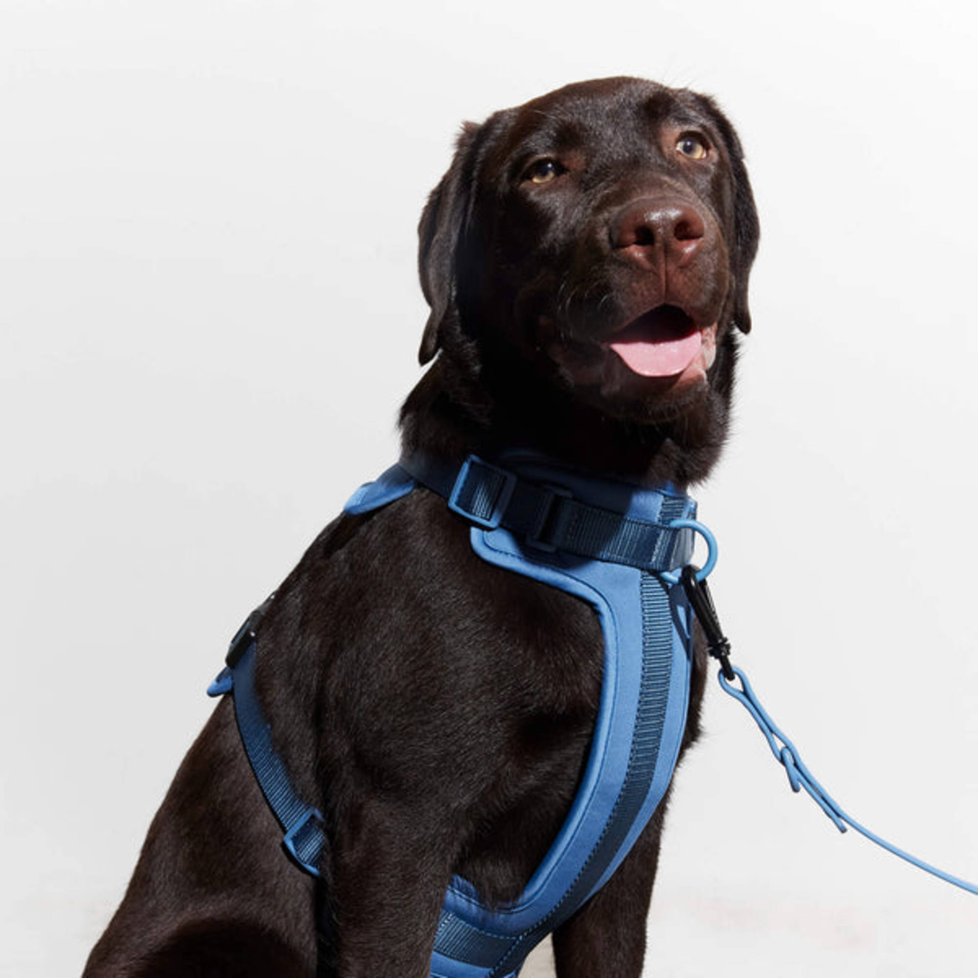 Feel Good Dog Gear | Yonder Dog