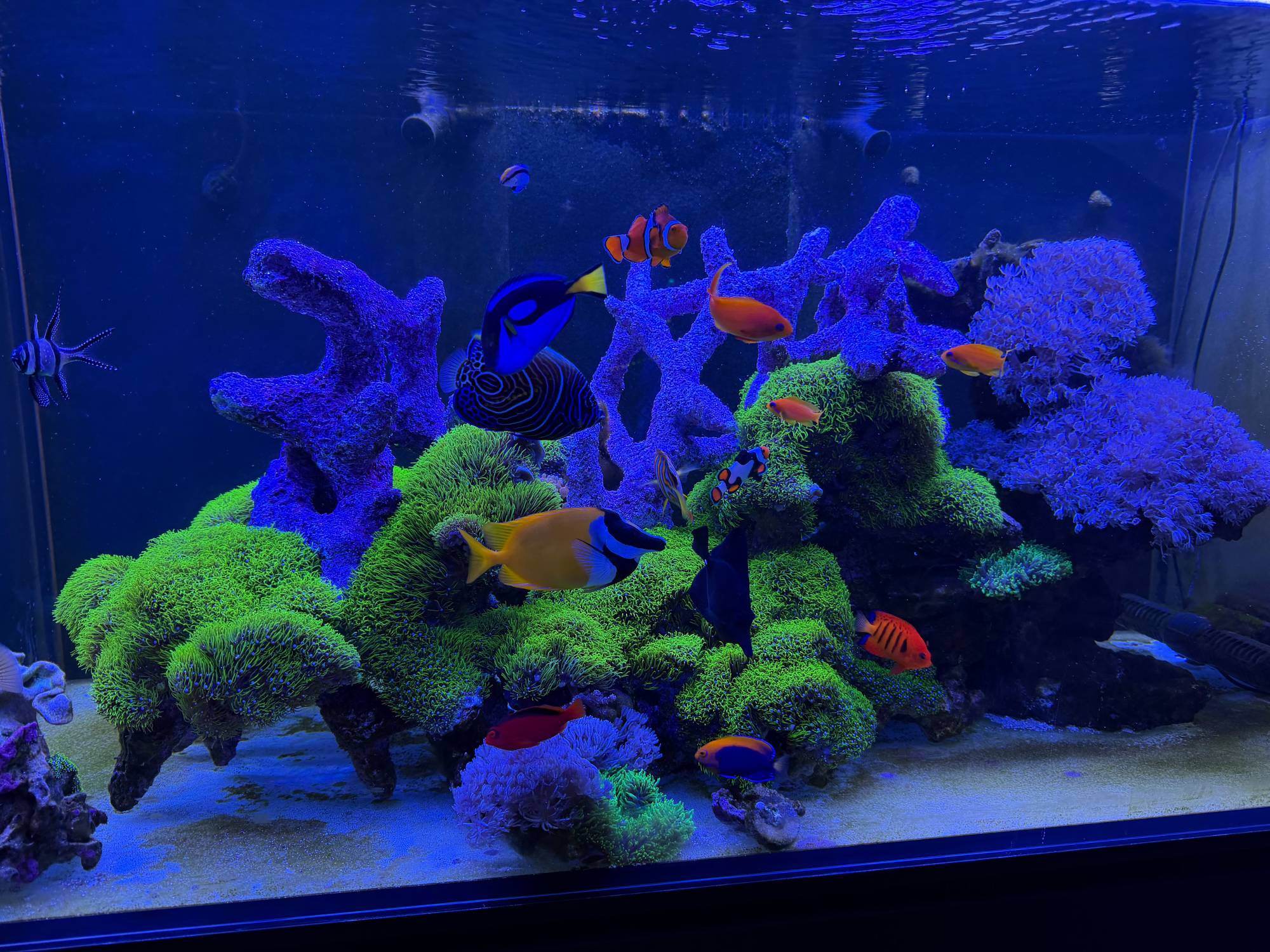 Tropic Eden Morroca Rock - Regular Branch 10-12