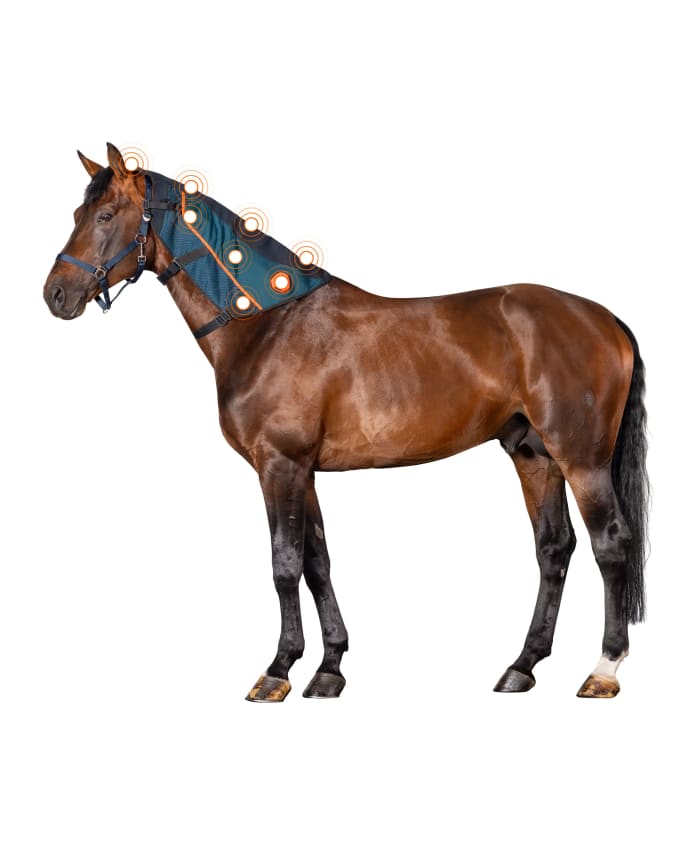 Brown horse with neck applicator - Coils are indicated