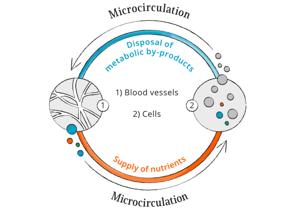 mikroverenkierto