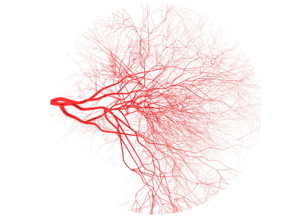 Blood circulation