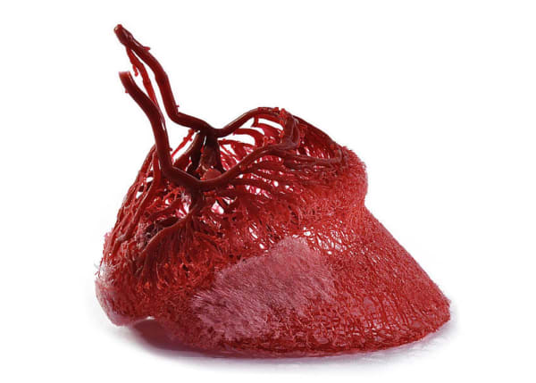 Microvessels of a hoof
